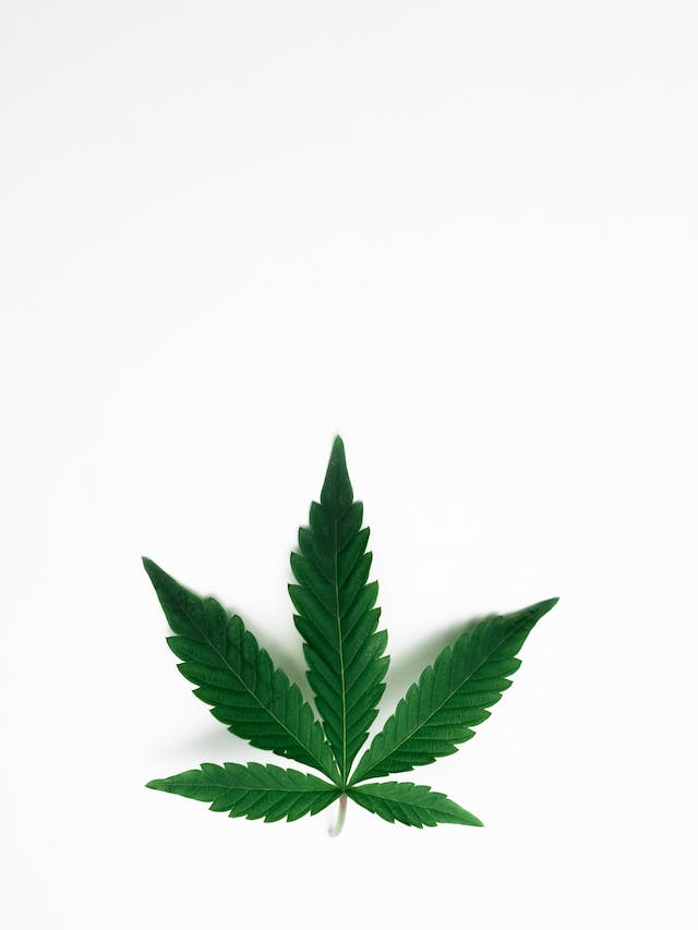 Le Futur du Cannabis: Une Industrie en Croissance