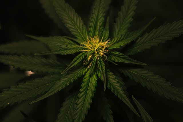 Cannabis et Santé Mentale : Mythes vs. Réalité